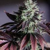 CBD Flower