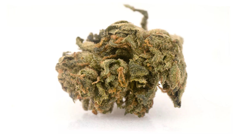 Dragons Lettuce by THC Boimed Morden Cannabis and Bong Shop