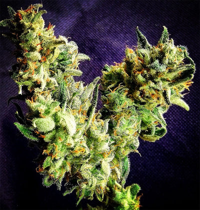 space queen by Loud Plug Morden Cannabis and Bong Shop