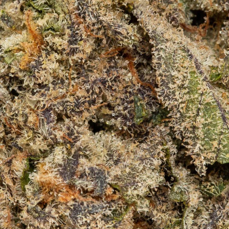 Diamond Breath by Highland Grow-Morden Cannabis and Bong Shop Highland Grow Flower 3.5g Diamond Breath by Highland Grow