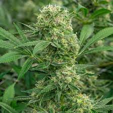 Glueberry OG by Muskoka Grown-Morden Cannabis and Bong Shop, Manitoba Muskoka Grown Flower 3.5g Glueberry OG by Muskoka Grown