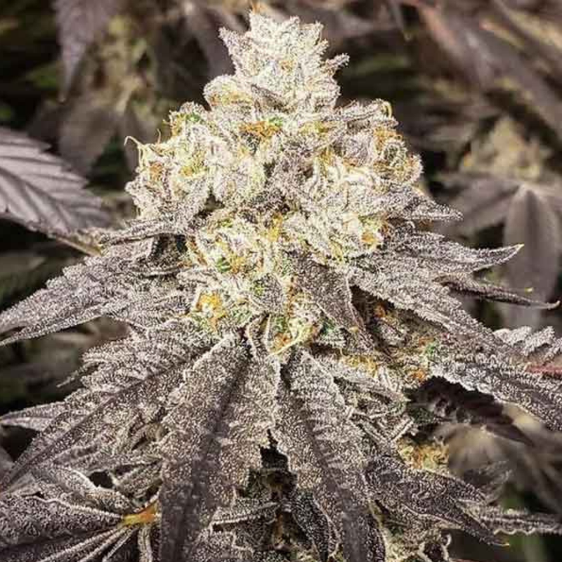 Ice Cream Cake by Ness-Morden Cannabis and Bong Shop, Manitoba Ness Flower 3.5g Ice Cream Cake by Ness