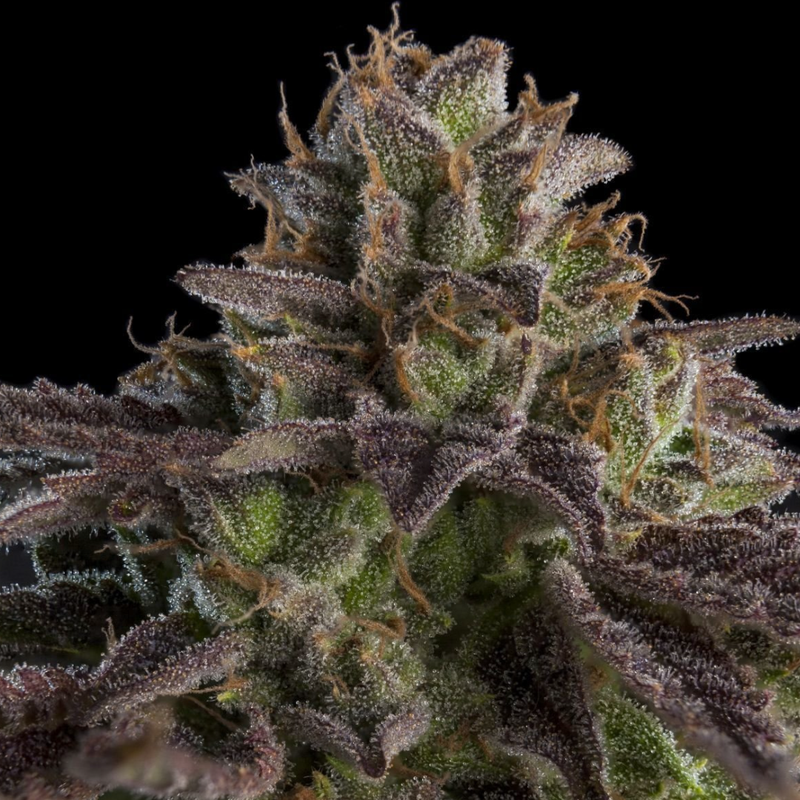 Kmintz by Cypress Craft-Morden Cannabis and Bong Shop, Manitoba Cypress Craft Flower 3.5g Kmintz by Cypress Craft