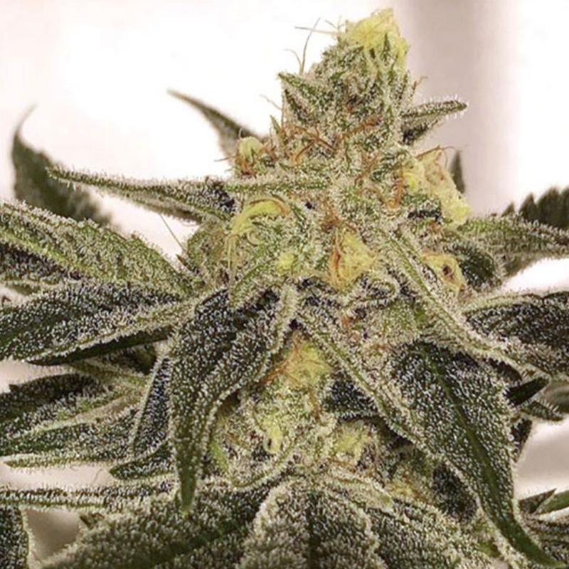 Ksmorz by Cruuzy-Morden Cannabis and Bong Shop, Manitoba Canada Cruuzy Flower 3.5g Ksmorz by Cruuzy