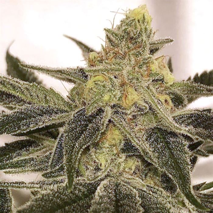 Mirage Plus TB6 By SKOSHA-Morden Cannabis and Bong Shop SKOSHA Flower 1g Mirage Plus TB6 By SKOSHA