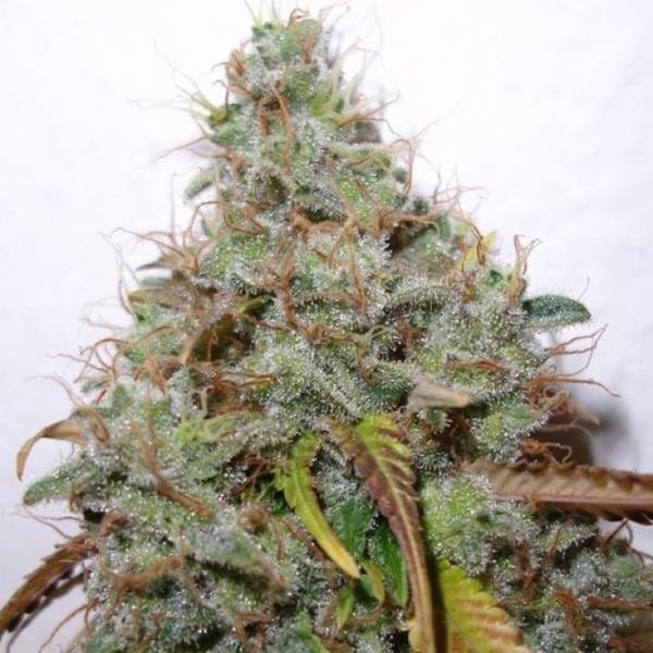 THC Boimed Flower 3.5g White Berry Flower by THC Biomed-Morden Vape Superstore & Cannabis Dispensary