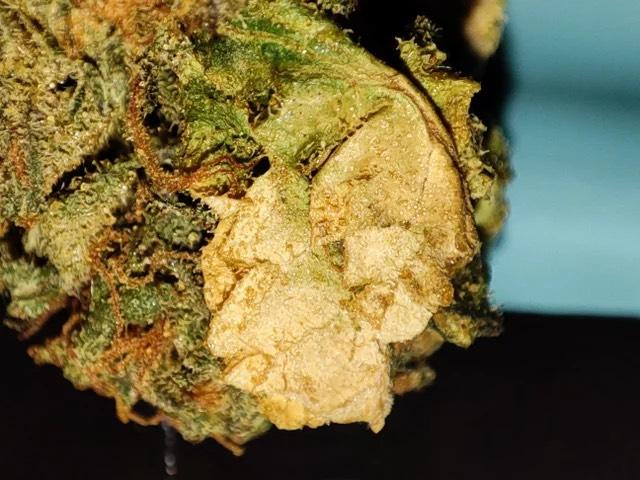 seagrass by skosha Morden Cannabis and Bong Shop